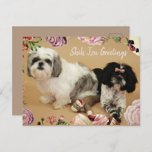 Carte Postale Shih Tzu Salutations (Devant / Derrière)