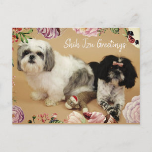Carte Postale Shih Tzu Salutations
