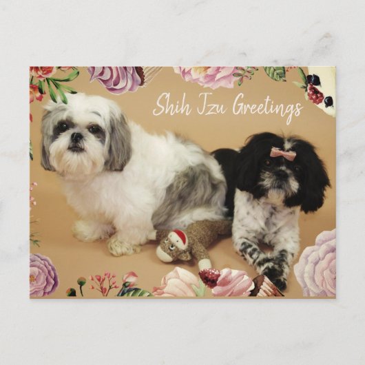 Carte Postale Shih Tzu Salutations (Devant)