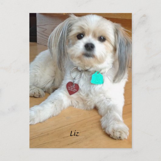 Carte Postale Shih TzuX nommé Liz Postcard (Devant)