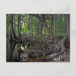 Carte Postale Shingle Creek.