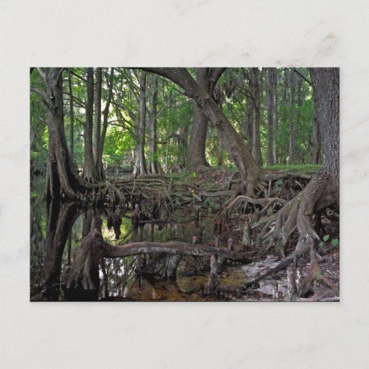 Carte Postale Shingle Creek. (Devant)