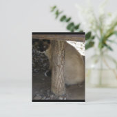 Carte Postale Shiva la raquette de neige (Debout devant)