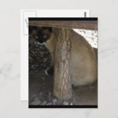 Carte Postale Shiva la raquette de neige (Devant / Derrière)