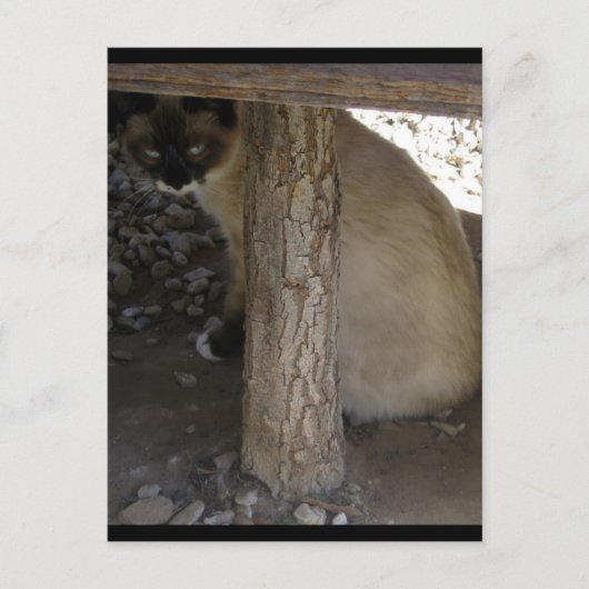 Carte Postale Shiva la raquette de neige (Devant)