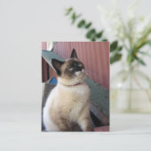 Carte Postale Shive the Snowshoe (Debout devant)