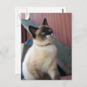 Carte Postale Shive the Snowshoe (Devant / Derrière)