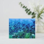 Carte Postale Shoal of Blue Discus Fish (Debout devant)