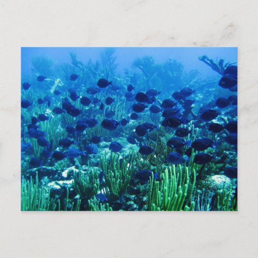 Carte Postale Shoal of Blue Discus Fish (Devant)