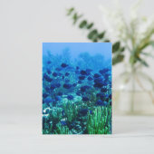 Carte Postale Shoal of Blue Discus Fish (Debout devant)