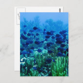 Carte Postale Shoal of Blue Discus Fish (Devant / Derrière)