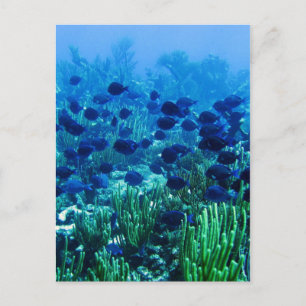 Carte Postale Shoal of Blue Discus Fish