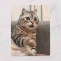 Carte Postale Shocked Cat Meme