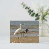 Carte postale Shorebird (Debout devant)