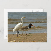 Carte postale Shorebird (Devant / Derrière)
