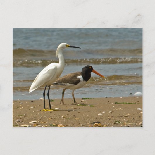 Carte postale Shorebird (Devant)