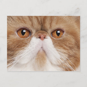 Carte Postale Shorthair exotique (2,5 ans)