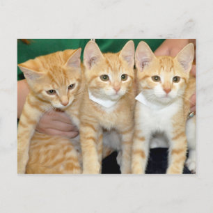 Carte postale Shorthair Orange Tabby Kittens