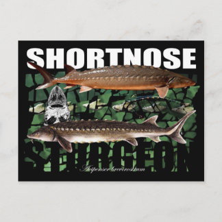 Carte Postale ShortnoseCollage-PCard