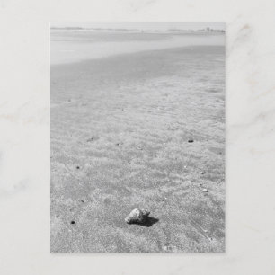 Carte postale Shy Hermit Crab