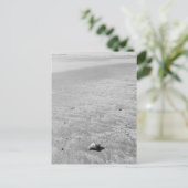 Carte postale Shy Hermit Crab (Debout devant)