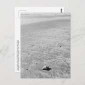 Carte postale Shy Hermit Crab (Devant / Derrière)