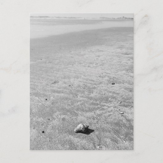 Carte postale Shy Hermit Crab (Devant)