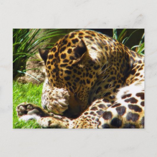 Carte Postale Shy Leopard (Devant)