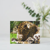Carte Postale Shy Leopard Oublie Moi Non (Debout devant)