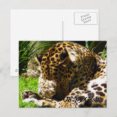 Carte Postale Shy Leopard Oublie Moi Non (Devant / Derrière)