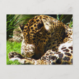 Carte Postale Shy Leopard Oublie Moi Non