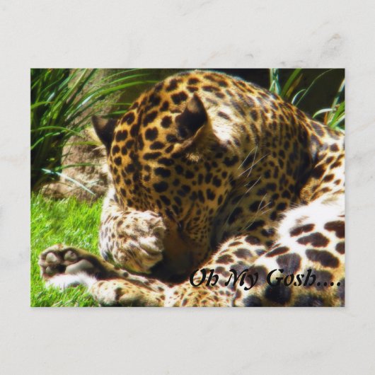 Carte Postale Shy Leopard Oublie Moi Non (Devant)