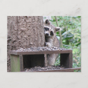 Carte postale Shy Raccoon