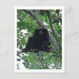 Carte Postale Siam Gibbon