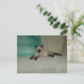 Carte Postale Siamais (Debout devant)