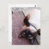 Carte Postale Siamais (Devant / Derrière)