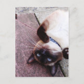 Carte Postale Siamais (Devant)