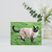 Carte Postale Siamese Chat Pet Purr Meow Kitty Destinée Art (Debout devant)