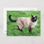 Carte Postale Siamese Chat Pet Purr Meow Kitty Destinée Art (Devant / Derrière)