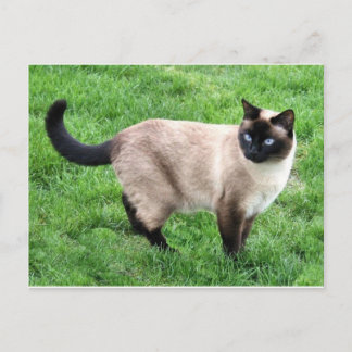 Carte Postale Siamese Chat Pet Purr Meow Kitty Destinée Art