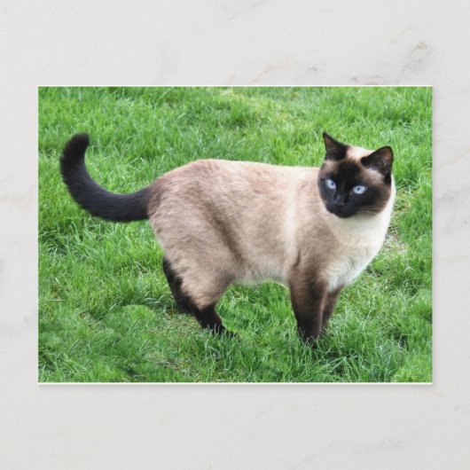 Carte Postale Siamese Chat Pet Purr Meow Kitty Destinée Art (Devant)