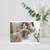 Carte Postale Siamese Chats Animaux Animaux (Debout devant)