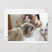 Carte Postale Siamese Chats Animaux Animaux (Devant / Derrière)