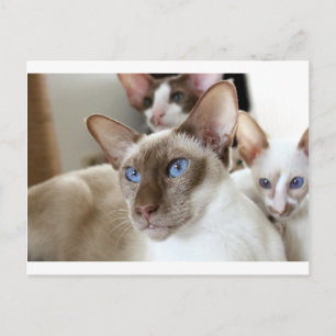 Carte Postale Siamese Chats Animaux Animaux