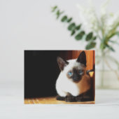 Carte Postale Siamese Kitten (Debout devant)