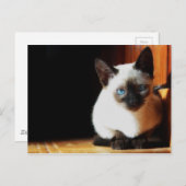 Carte Postale Siamese Kitten (Devant / Derrière)