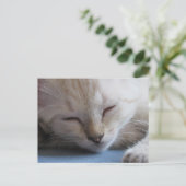 Carte Postale Siamese Kitten dormant après le passage à niveau - (Debout devant)
