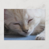 Carte Postale Siamese Kitten dormant après le passage à niveau - (Devant)