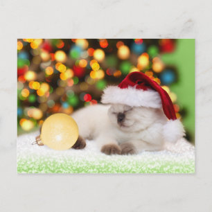 Carte Postale Siamese Kitten : Ornement d'or