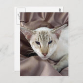 Carte Postale Siamese, tabby au chocolat (Devant / Derrière)